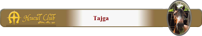 Tajga